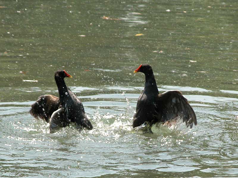 Gallinella d''acqua - Gallinula chloropus